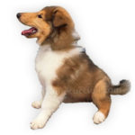 Vendita Cuccioli Collie - Pastore scozzese