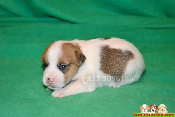 vendita cuccioli jack russell