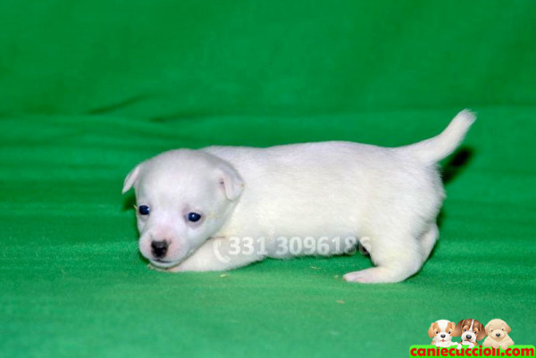 vendita cuccioli jack russell