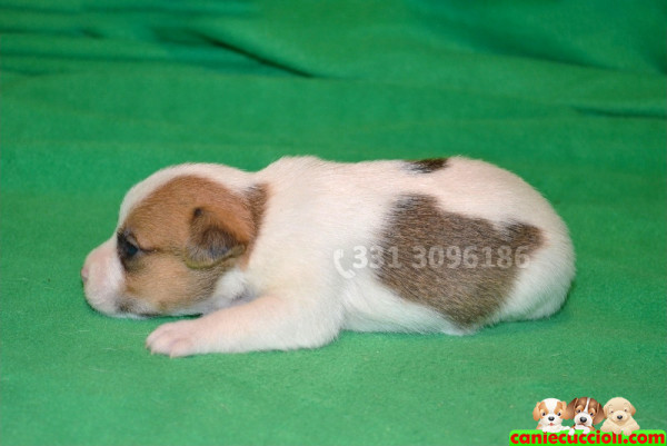 vendita cuccioli jack russell