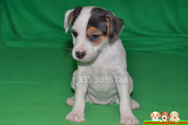 vendita cuccioli jack russell