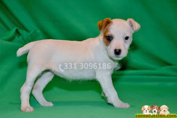 vendita cuccioli jack russell