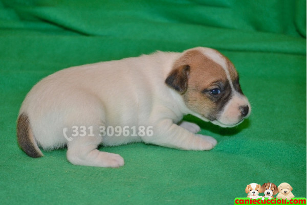 vendita cuccioli jack russell