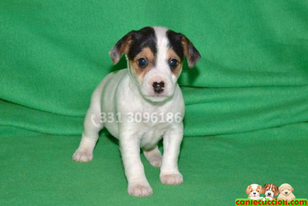 vendita cuccioli jack russell