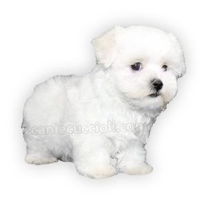 vendita cuccioli maltese toy