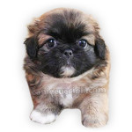 vendita cuccioli pechinese
