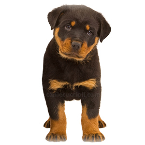 vendita cuccioli rottweiler