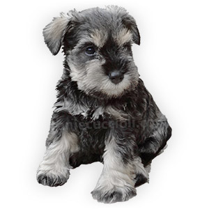 vendita cuccioli schnauzer