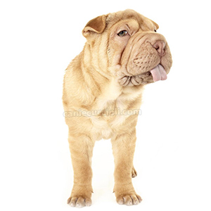 vendita cuccioli shar pei