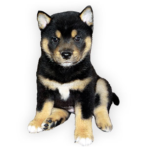 vendita cuccioli shiba inu