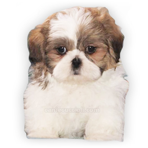 vendita cuccioli shih tzu