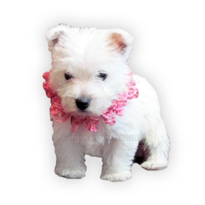 vendita cuccioli Westie