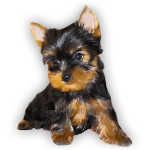 vendita cuccioli yorkshire toy