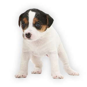 vendita jack russell