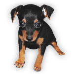 vendita cuccioli pinscher nano