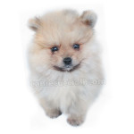 vendita volpino di pomerania