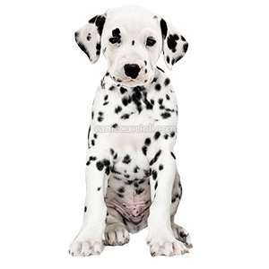 vendita cuccioli dalmata