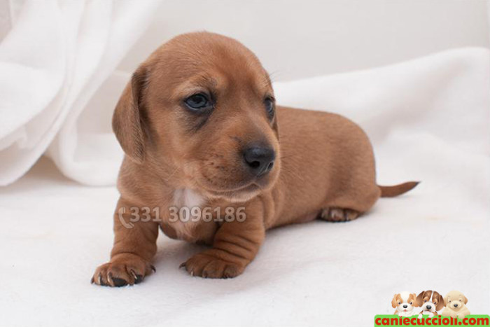 Cuccioli di Bassotto rosso 5