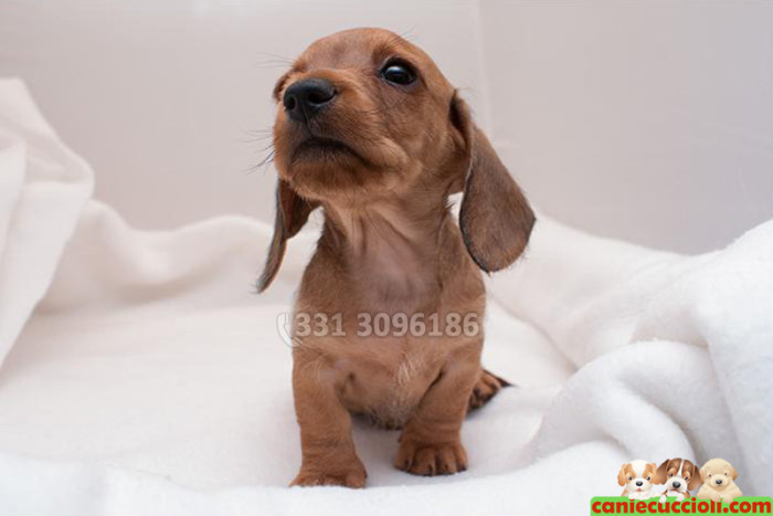 Cuccioli di Bassotto in Vendita in Italia e in Svizzera