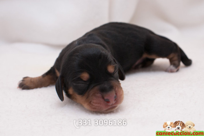 Cuccioli di Bassotto 2