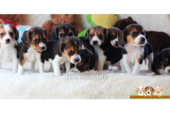 Vendita Cuccioli Beagle