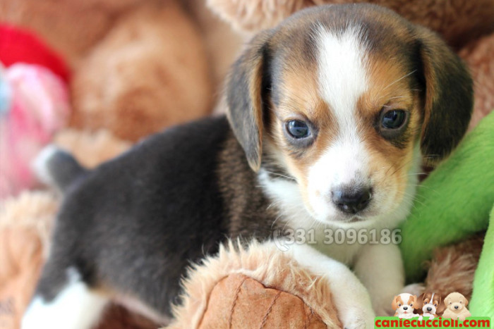 Cuccioli di beagle in vendita in Svizzere e in Italia