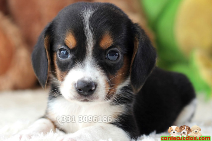 Vendita Cuccioli Beagle tricolore