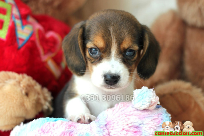 Cuccioli di Beagle in Vendita