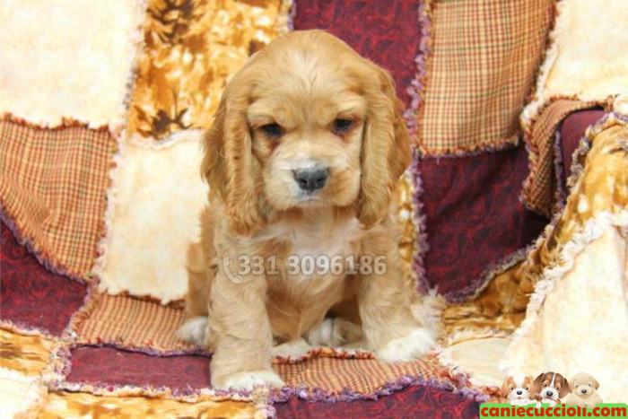 Cucciolo cocker fulvo