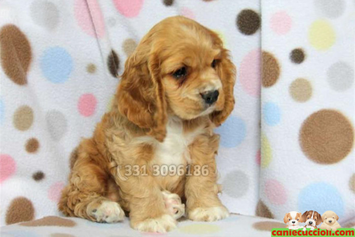 Cucciolo cocker fulvo arancione