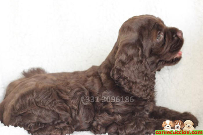Cucciolo cocker cioccolato