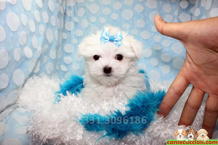 Vendita Maltese Toy