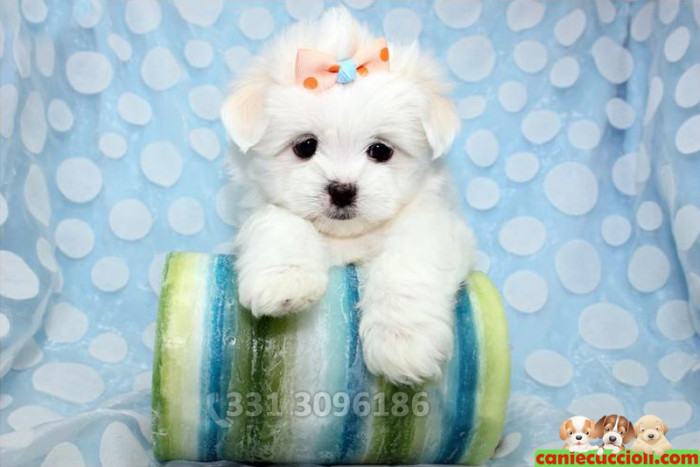 Vendita Maltese Toy