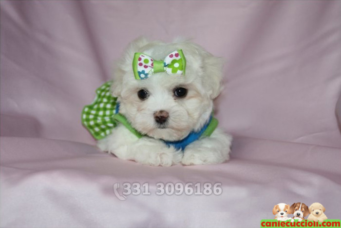 Vendita Maltese Toy