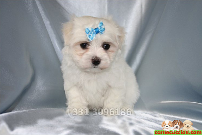 Vendita Maltese Toy