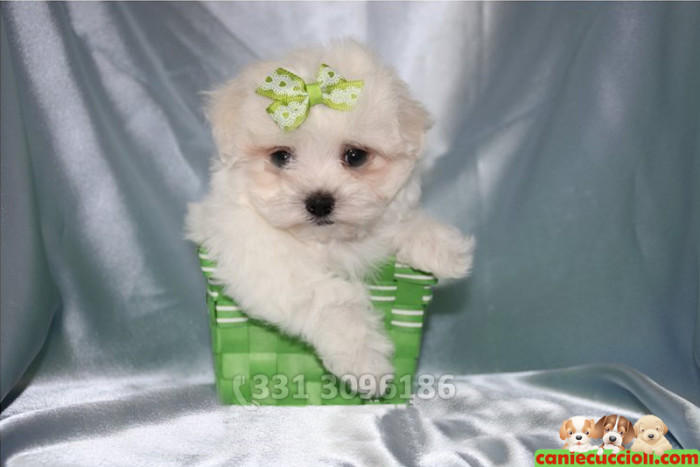 Vendita Maltese Toy