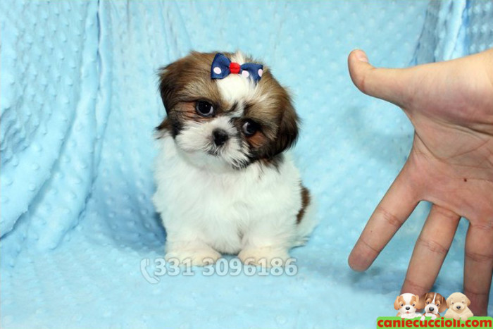 Vendita Cuccioli di Shih Tzu