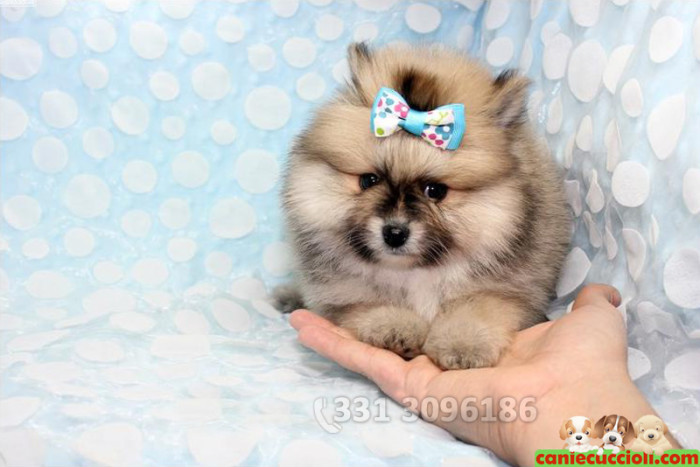 Vendita Cuccioli Spitz fulvo
