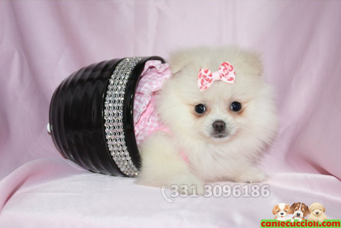 Vendita Cuccioli Spitz bianco