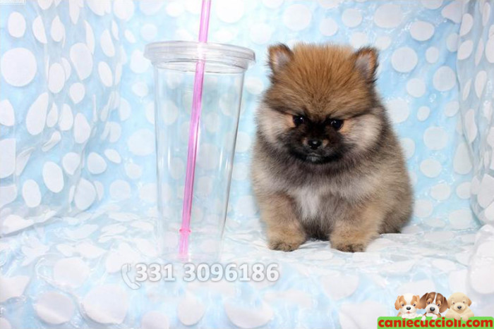 Vendita Cuccioli Spitz