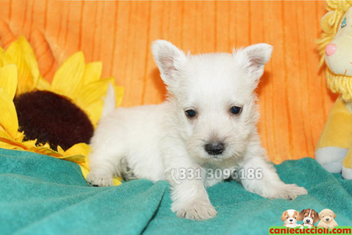 Vendita cuccioli Westie