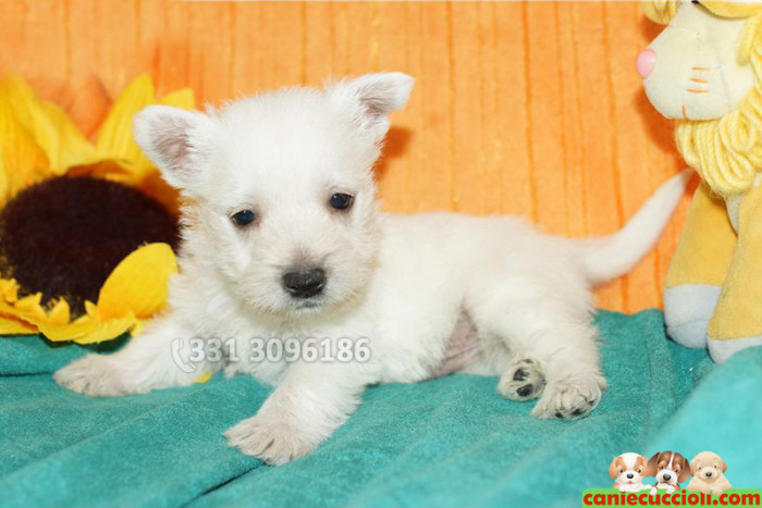 vendita Cuccioli West Highland