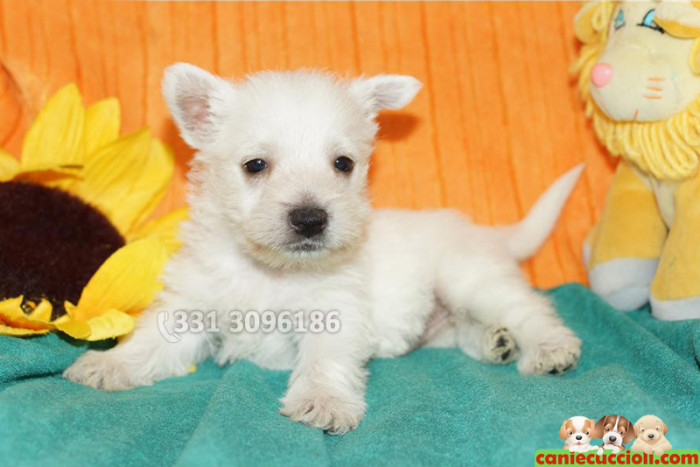 Vendita cuccioli Westie