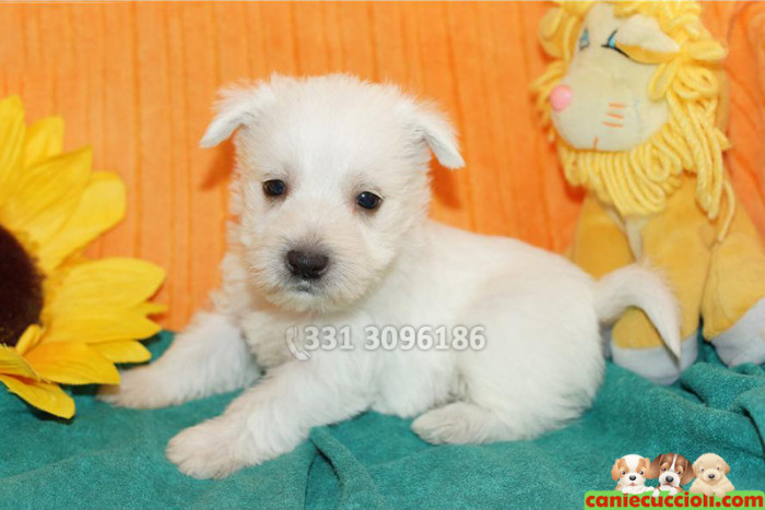 vendita Cuccioli West Highland