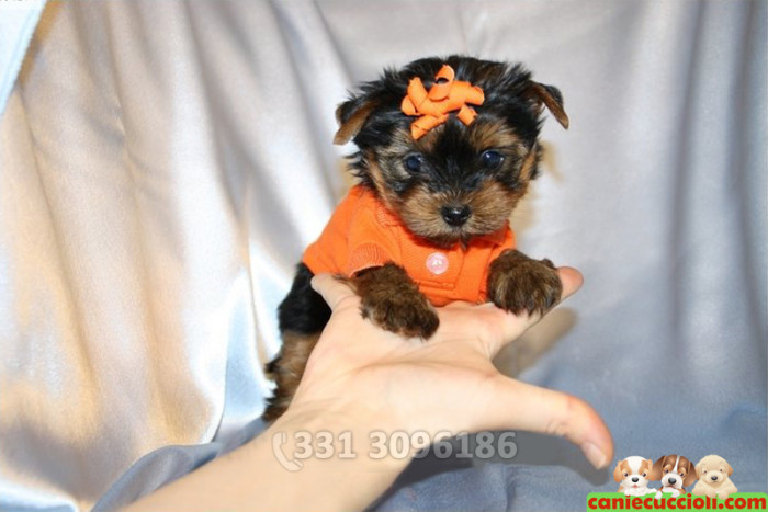 Vendita Cuccioli Yorkshire