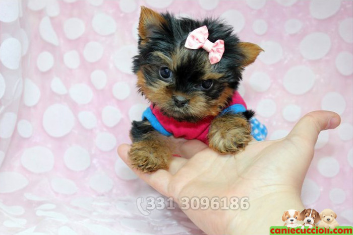 Vendita Yorkshire Terrier