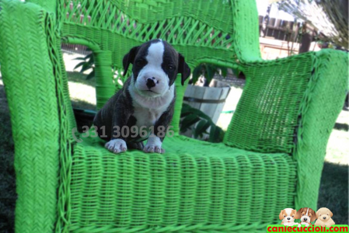 vendita cuccioli Amstaff