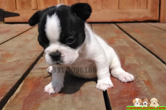 Vendita Cuccioli Bulldog Francese bianco e nero