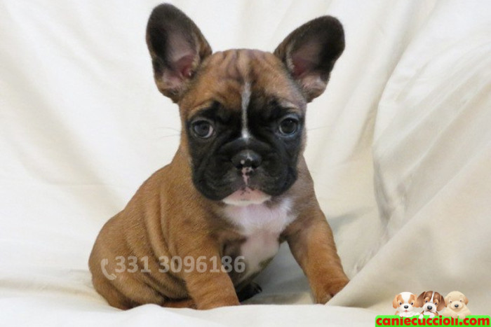 Vendita Cuccioli Bulldog Francese