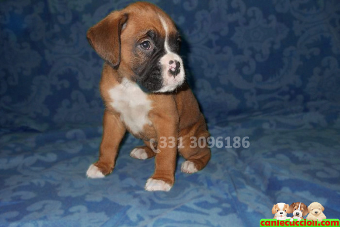 Vendita Cuccioli Boxer